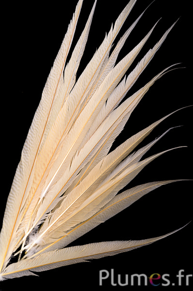 Fagiano dorato - sbiancato - 60-70 cm - crema